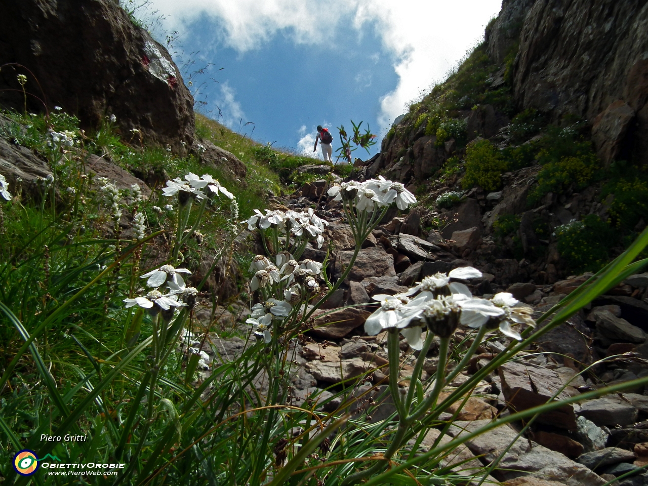 37 Achillea di Clavena (Achillea clavenae).JPG